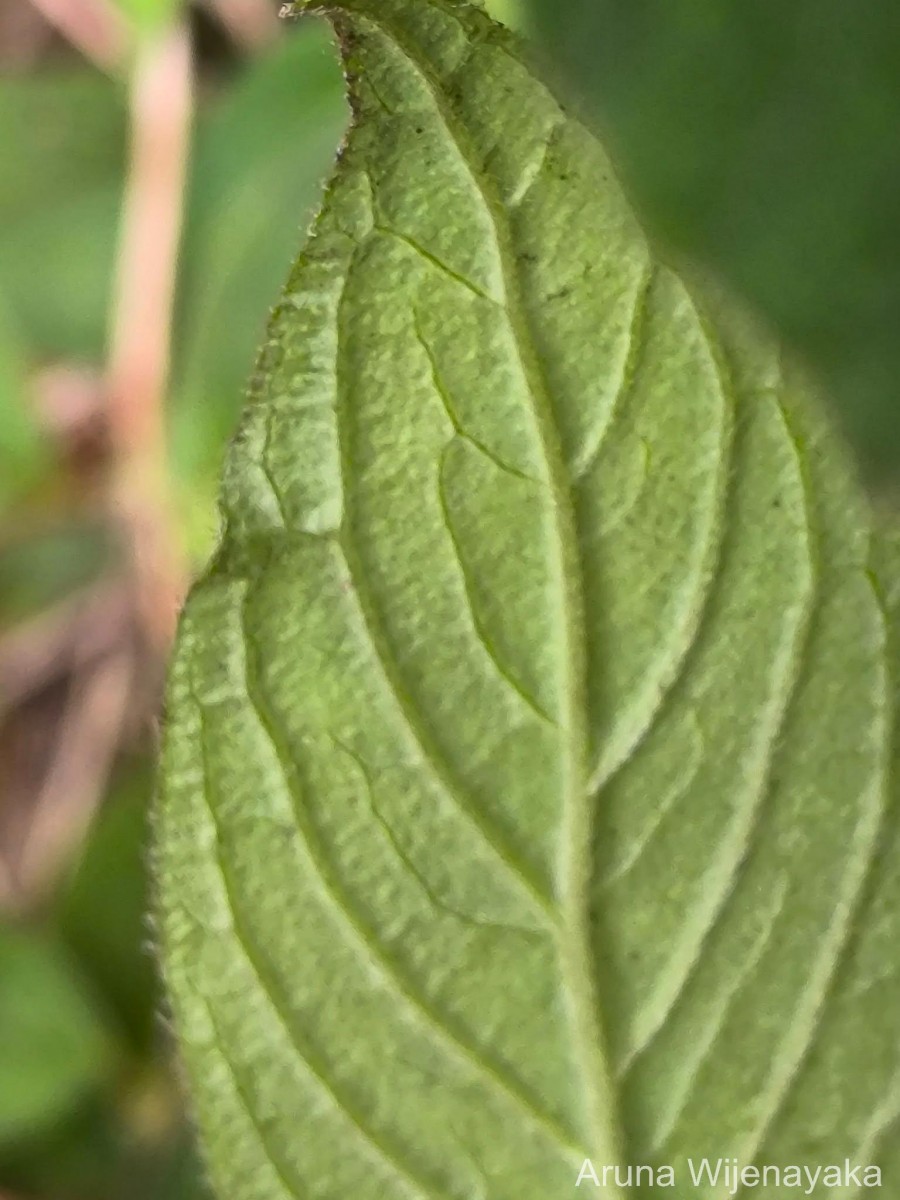 Hedyotis nodulosa Arn.